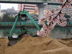 大川桜景 （三）