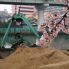 大川桜景 （三）