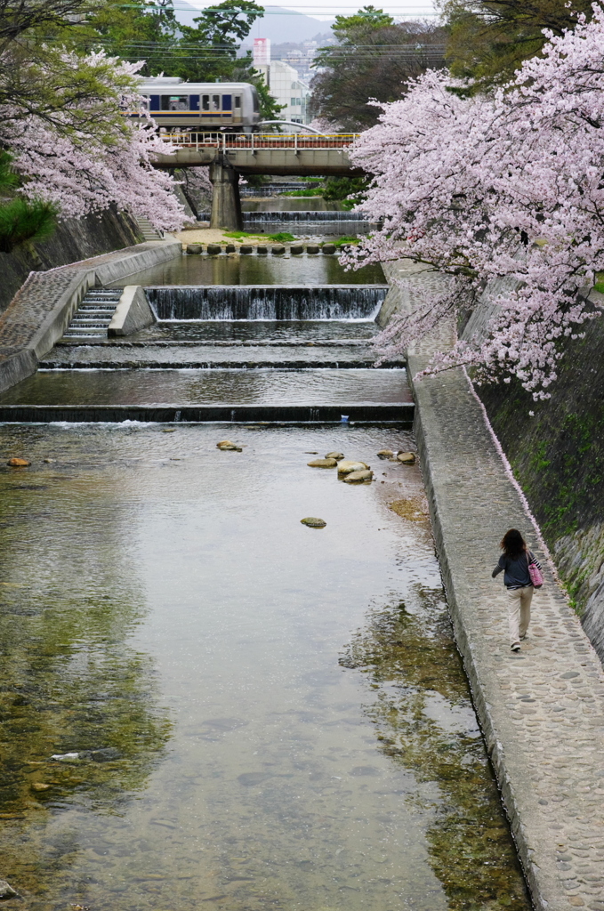 夙川散歩 （八）