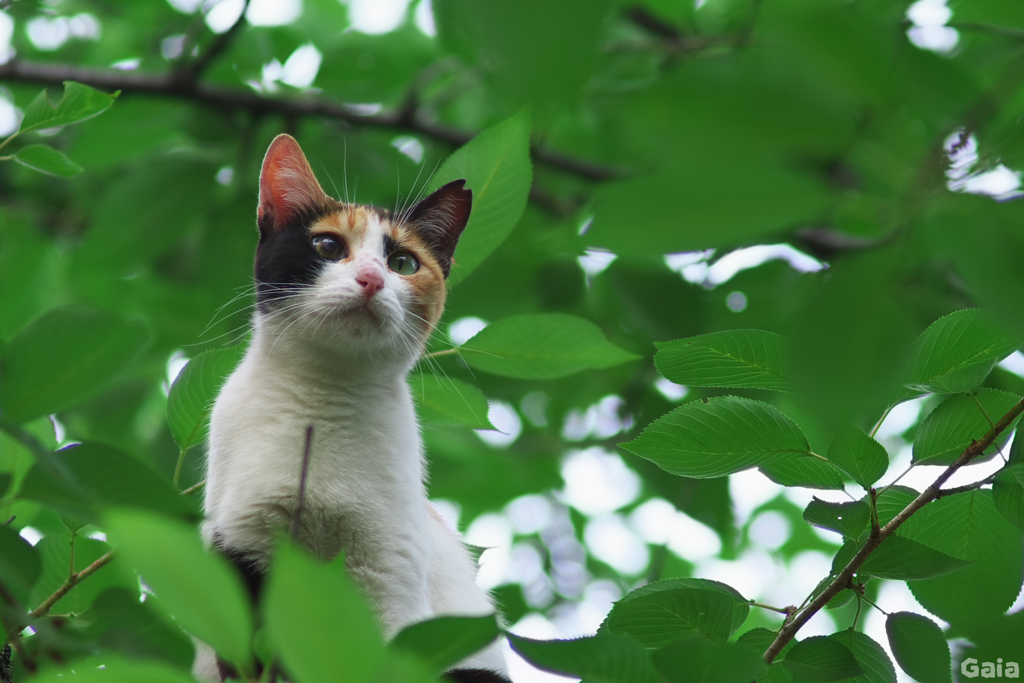 木登り猫 （一）