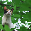 木登り猫 （一）