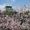 大阪城梅林