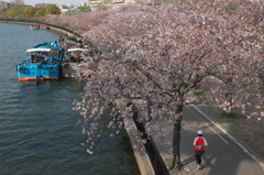 SAKURA Road 2014