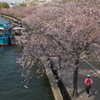 SAKURA Road 2014