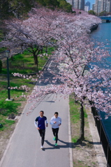 SAKURA LOAD 2012