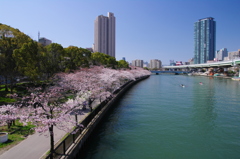 大川桜景 （五）