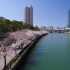 大川桜景 （五）
