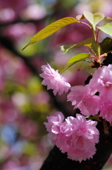 造幣局の桜 （一）