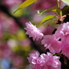 造幣局の桜 （一）