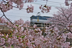 夙川散歩 （三）