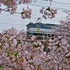 夙川散歩 （三）