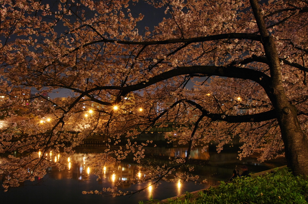 大川桜景 （八）