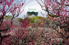 梅と大阪城 （紅）