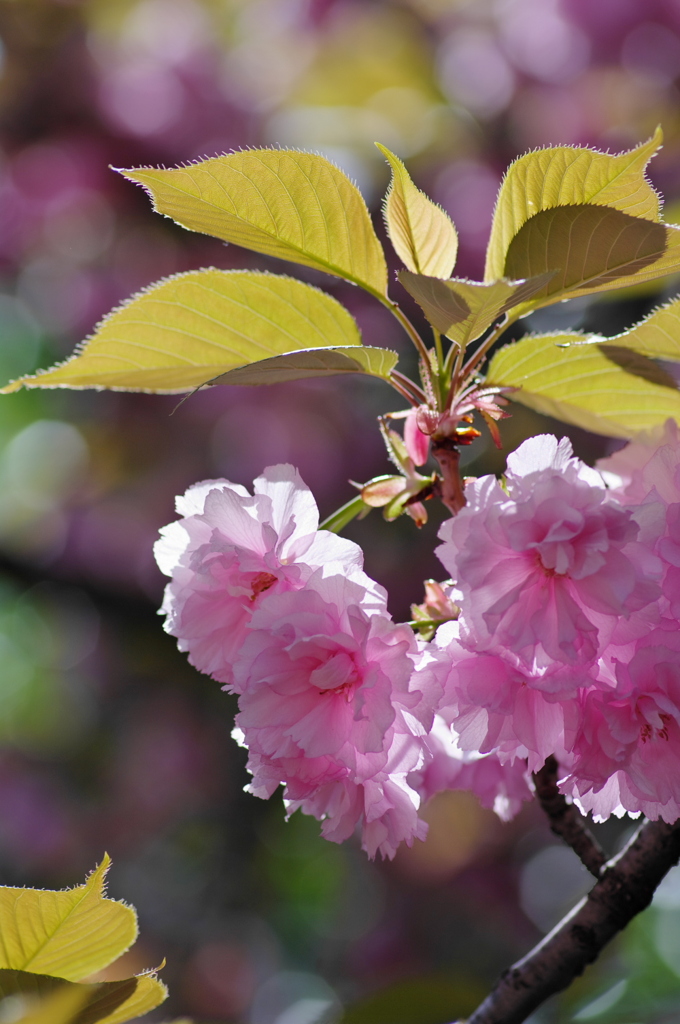 造幣局の桜 （二）