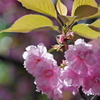 造幣局の桜 （二）