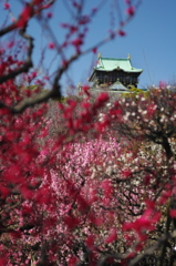 大阪城と梅 （紅）