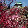 大阪城と梅 （紅）
