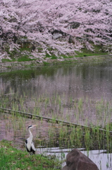 夙川散歩 （一）