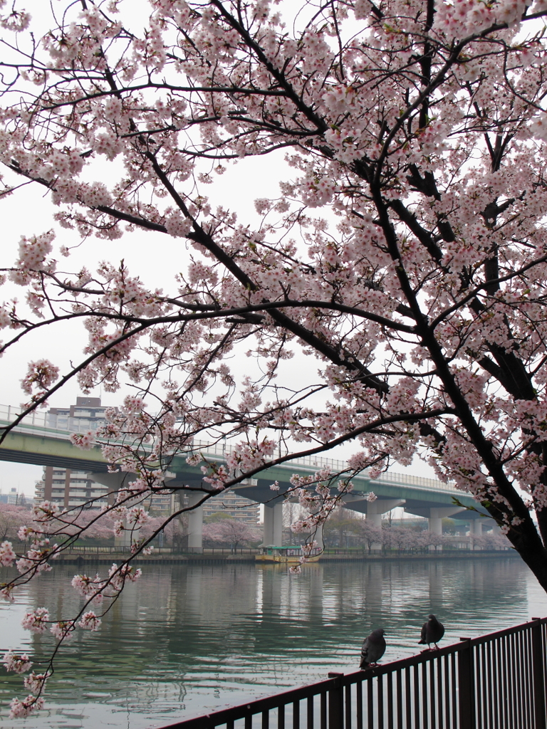 大川桜景 （二）