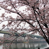 大川桜景 （二）