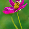 Honeybee (1)