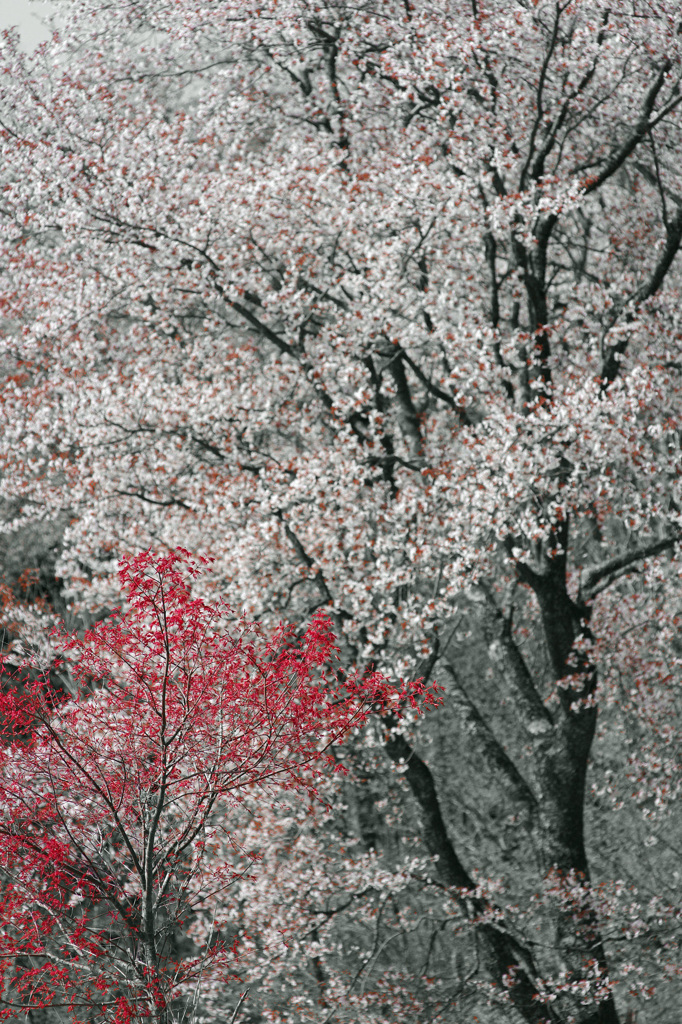 山桜と春紅葉