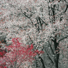 山桜と春紅葉