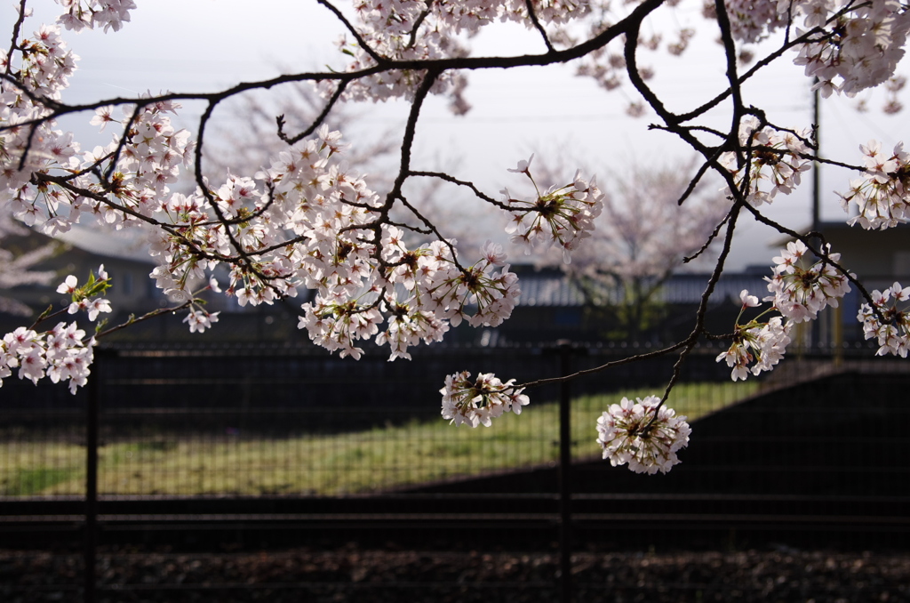 鉄　桜