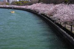 大川桜景 （六）