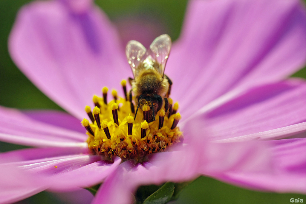 Honeybee (2)
