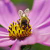 Honeybee (2)