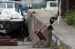 沖島漁港の猫