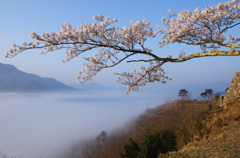 雲海と桜