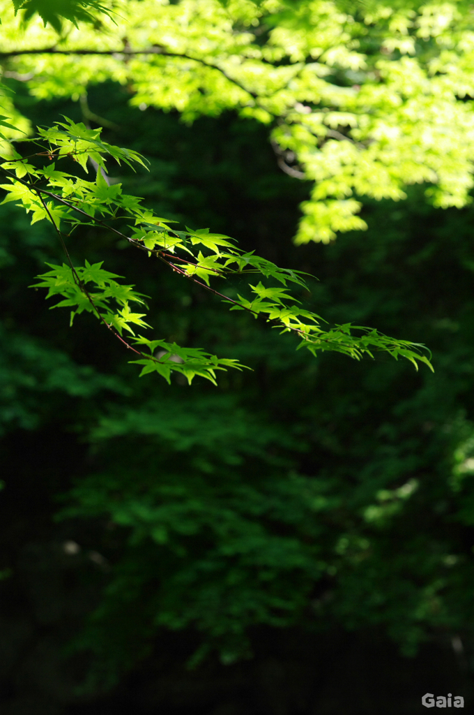 緑紅葉