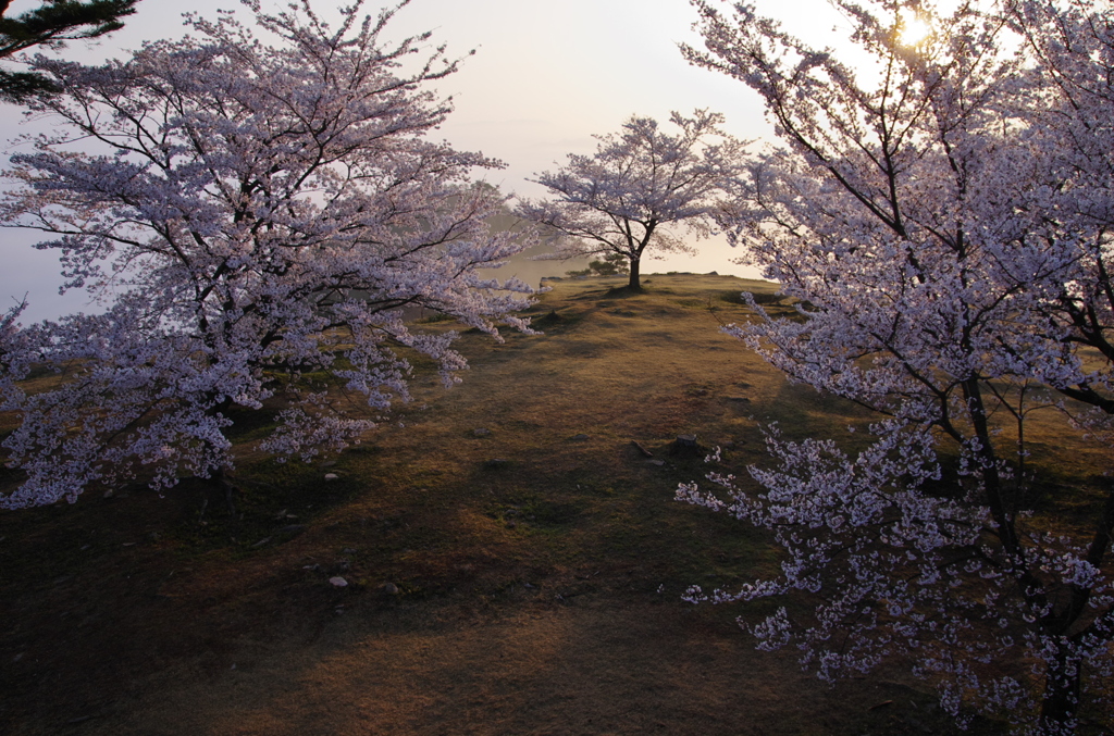 竹田城跡の桜