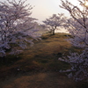 竹田城跡の桜