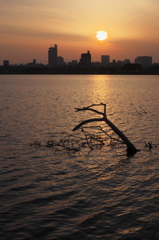 淀川夕景