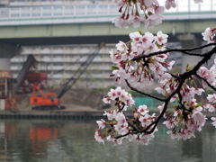 大川桜景 （一）