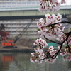 大川桜景 （一）