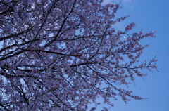 月桜