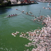 大川の春 2012