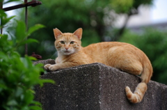 のら
