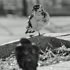 鳩