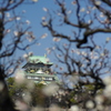 大阪城と梅 （白）