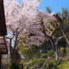 故郷の桜