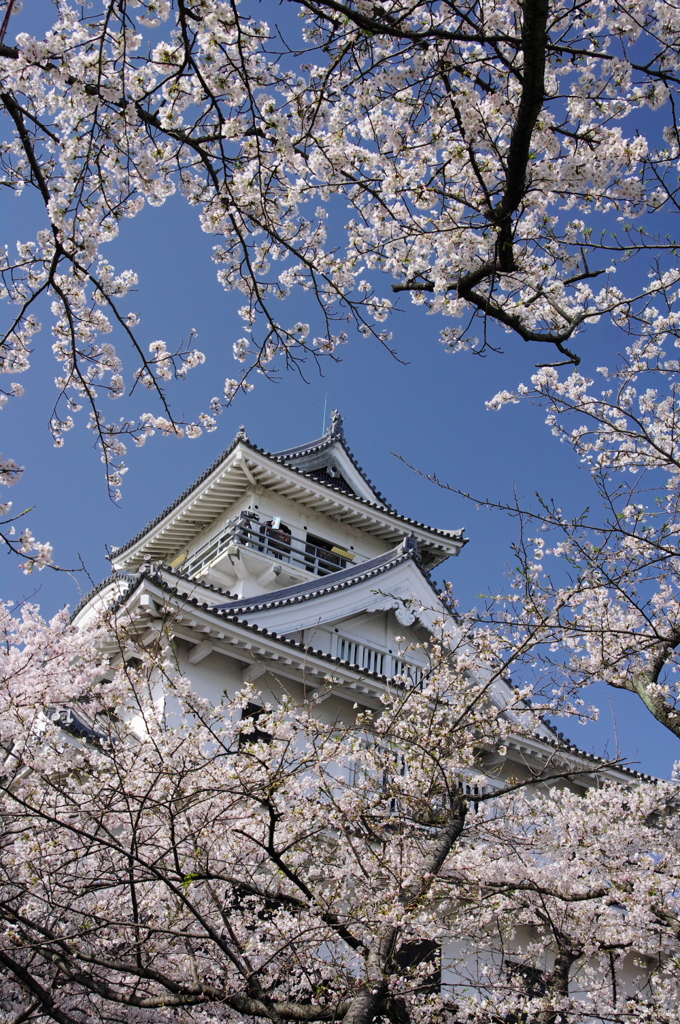 春 長浜城
