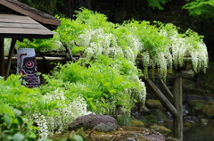 白藤と鯉のぼり