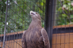 はぁぁああああああああ(演歌歌うてます