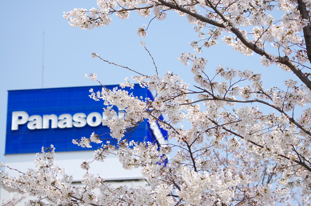 Panasonicのさくら広場にて。