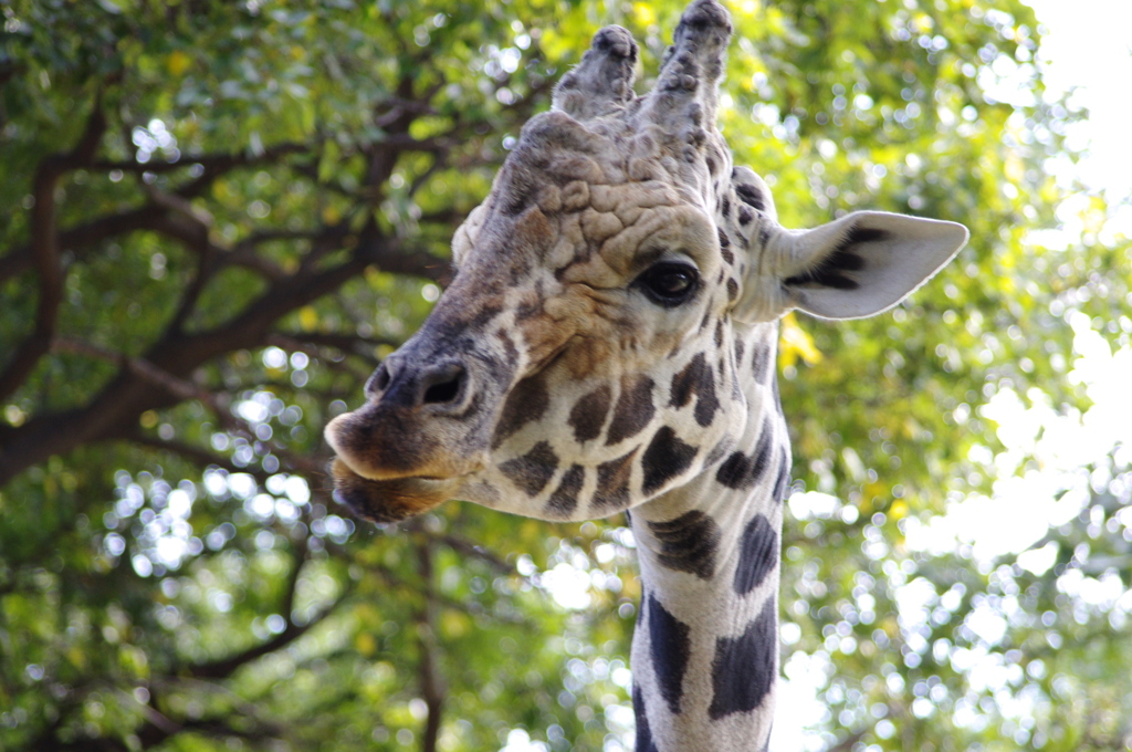 いょぅぅぅうううう